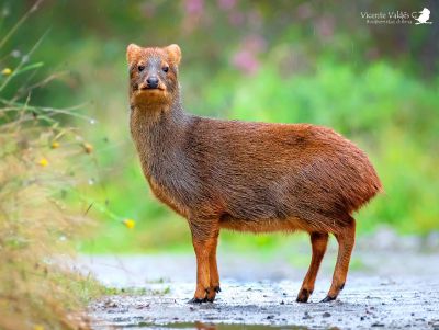 pudu